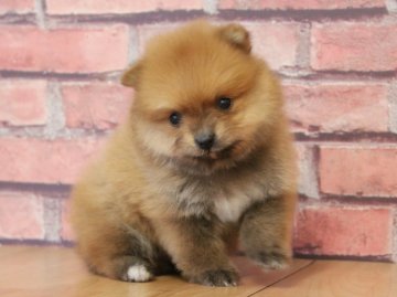 ポメラニアン【埼玉県・女の子・2018年12月14日・オレンジ】の写真「とても可愛い女の子😊💓」