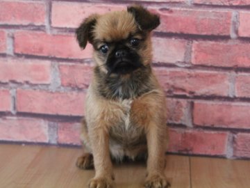 ブリュッセルグリフォン【埼玉県・女の子・2019年3月14日・レッド】の写真「一人っ子でおっとりした女の子🐶💓」