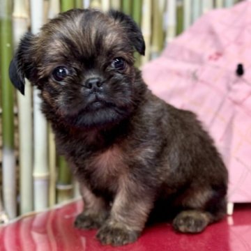 ブリュッセルグリフォン【埼玉県・女の子・2024年5月27日・レッド】の写真「陽気な性格🌞
最高の相棒になると思います❣️」