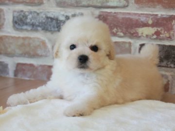 トイプードル(トイ)【埼玉県・男の子・2020年4月30日・クリーム】の写真「毛量が多くイケメンの男の子🐶🌟」