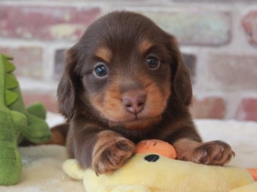 カニンヘンダックスフンド(ロング)【埼玉県・男の子・2020年4月10日・チョコレート&タン】の写真「PRA安心♥️人気カラーチョコタン🌟」