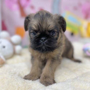 ブリュッセルグリフォン【埼玉県・女の子・2024年3月18日・レッド】の写真「両親遺伝子検査異常なし‼️」