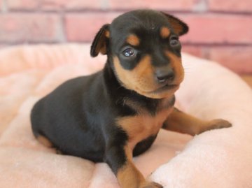 ミニチュアピンシャー【埼玉県・女の子・2018年7月27日・ブラック&タン】の写真「甘えん坊で可愛い❤️9月15日まで」