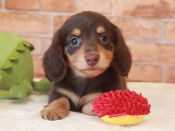 カニンヘンダックスフンド(ロング)【埼玉県・男の子・2020年7月3日・チョコレート&タン】の写真「PRA安心♥️イケメンな男の子🍀」
