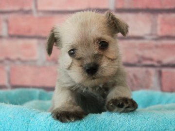 ミニチュアシュナウザー【埼玉県・女の子・2019年3月15日・ウィートン】の写真「稀少カラー 小さめです🐶🌼」