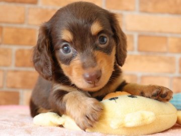 カニンヘンダックスフンド(ロング)【埼玉県・女の子・2021年8月16日・チョコレート&タン】の写真「両親遺伝子検査異常なし‼️(美人さん)」