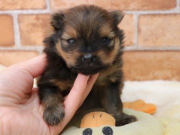 ポメラニアン【埼玉県・男の子・2021年1月22日・オレンジ】の写真「両親遺伝子検査異常なし🍀」