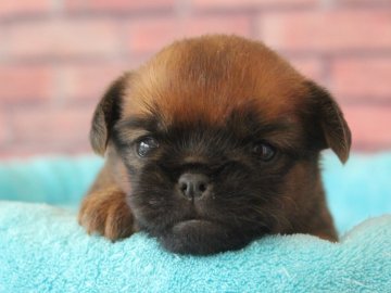 ブリュッセルグリフォン【埼玉県・女の子・2019年3月29日・レッド】の写真「2匹姉妹のグリフォンちゃん🐶🌸」