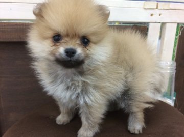 ポメラニアン【埼玉県・女の子・2016年3月2日・オレンジ】の写真「おめめが可愛いお姫様♡」