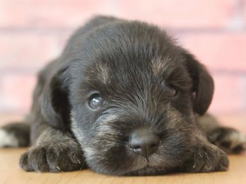 ミニチュアシュナウザー【埼玉県・男の子・2018年6月8日・ソルト&ペッパー】の写真「元気いっぱいイケメン🌟」