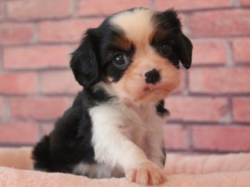 キャバリア【埼玉県・男の子・2019年3月1日・トライ】の写真「柄が綺麗なイケメンBOY😊💓」