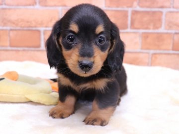 カニンヘンダックスフンド(ロング)【埼玉県・男の子・2021年1月29日・ブラック&タン】の写真「両親遺伝子検査異常なし‼️」