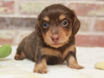 カニンヘンダックスフンド(ロング)【埼玉県・女の子・2020年5月29日・チョコレート&タン】の写真「PRA安心♥️優しいお顔の女の子🐶💕」