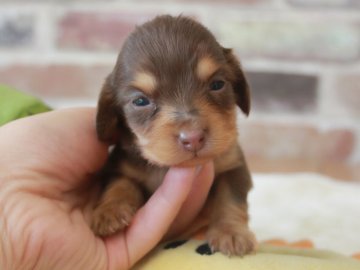 カニンヘンダックスフンド(ロング)【埼玉県・女の子・2020年5月29日・チョコレート&タン】の写真「PRA安心♥️小さめな女の子💓」