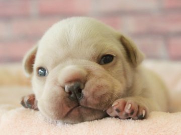 フレンチブルドッグ【埼玉県・男の子・2018年8月18日・クリーム】の写真「❤️一人っ子の甘えん坊王子❤️」