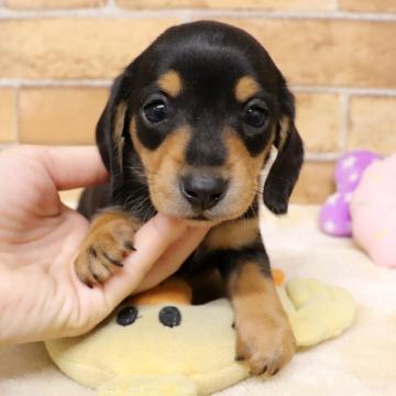 カニンヘンダックスフンド(スムース)【埼玉県・女の子・2022年10月13日・ブラック&タン】の写真「とても可愛い子です💗💗」