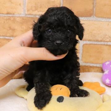 トイプードル(タイニー)【埼玉県・女の子・2022年9月15日・ブラック&タン】の写真「両親遺伝子検査異常なし🍀」