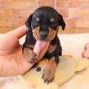 ミニチュアピンシャー【埼玉県・男の子・2022年1月10日・ブラック&タン】の写真2