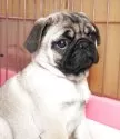 パグ【茨城県・女の子・2025年8月29日・フォーン】の写真7