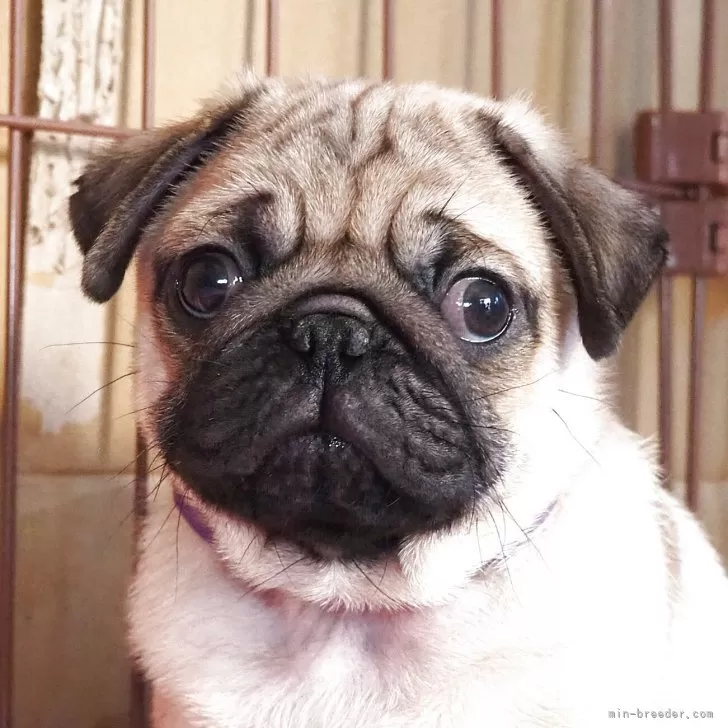 ID：2510-01253の子犬