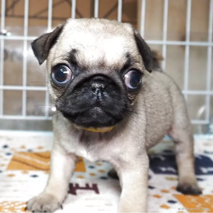 ID：2504-03648の子犬