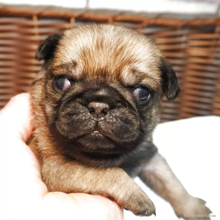 ID：2509-04719の子犬