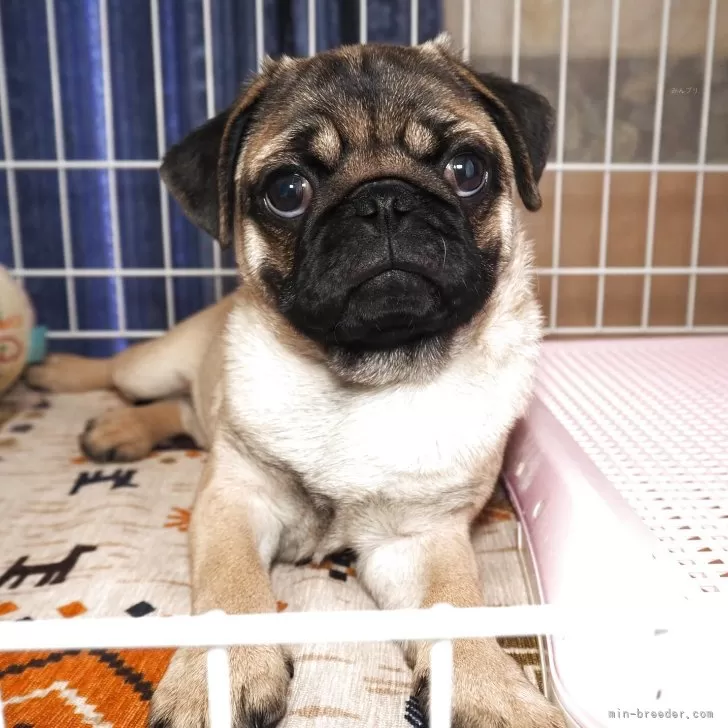 パグ【茨城県・女の子・2025年8月29日・フォーン】の写真1