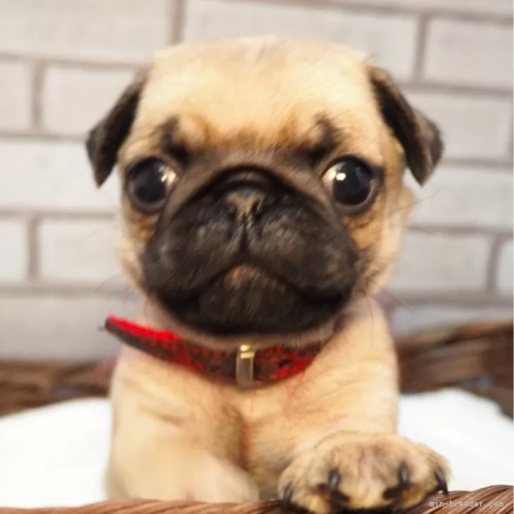ID：2502-06425の子犬