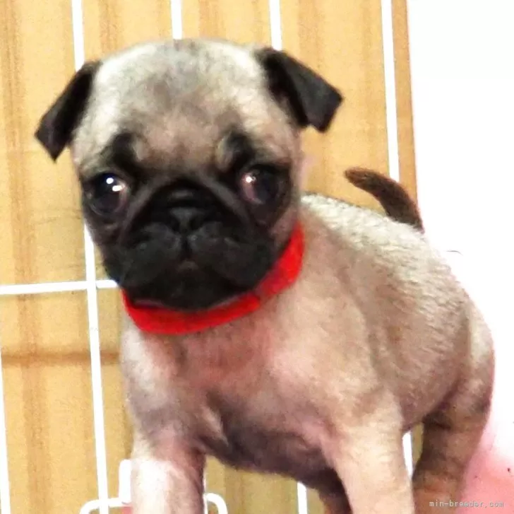 ID:2503-06433の子犬