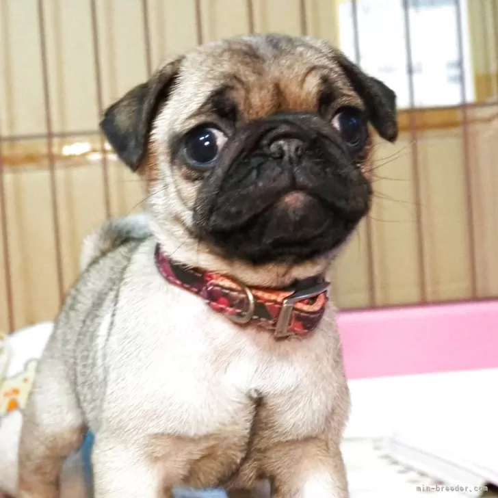 ID:2503-06436の子犬