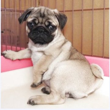 パグ【茨城県・女の子・2025年8月29日・フォーン】の写真「むっちりムクムク女の子です」