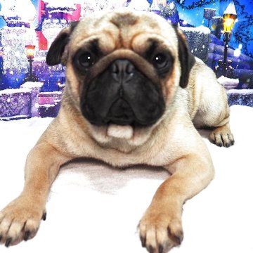 パグ【茨城県・男の子・2024年6月9日・フォーン】の写真「お澄まし顔でおとなしくて可愛い子です」