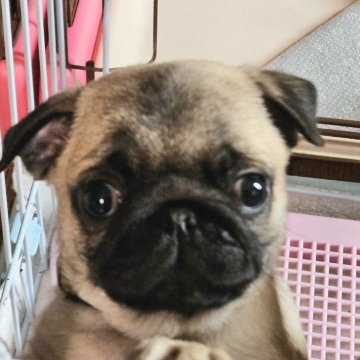 パグ【茨城県・男の子・2024年12月13日・フォーン】の写真「むくむくした男の子」