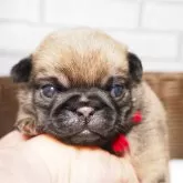 パグ【茨城県・女の子・2024年12月13日・フォーン】の写真1