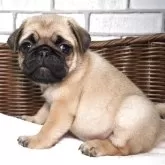 パグ