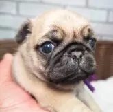 パグ【茨城県・男の子・2025年1月28日・フォーン】の写真6
