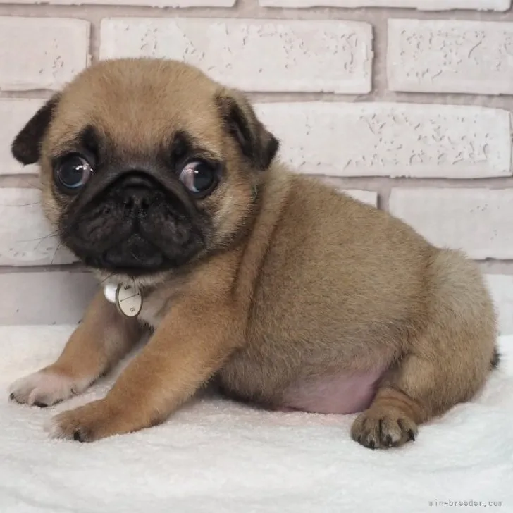 ID:2212-02352の子犬