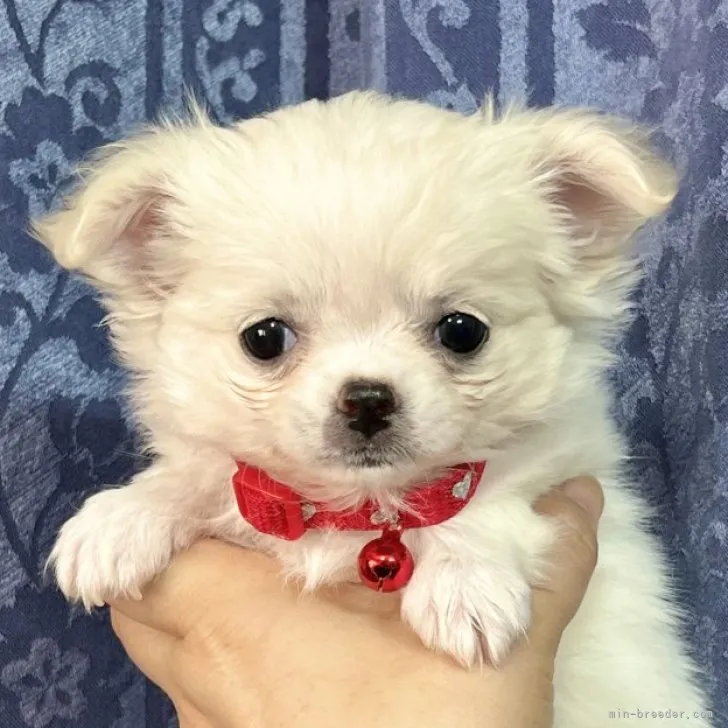 ID：2303-02210の子犬
