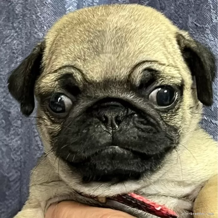 ID:2406-02991の子犬