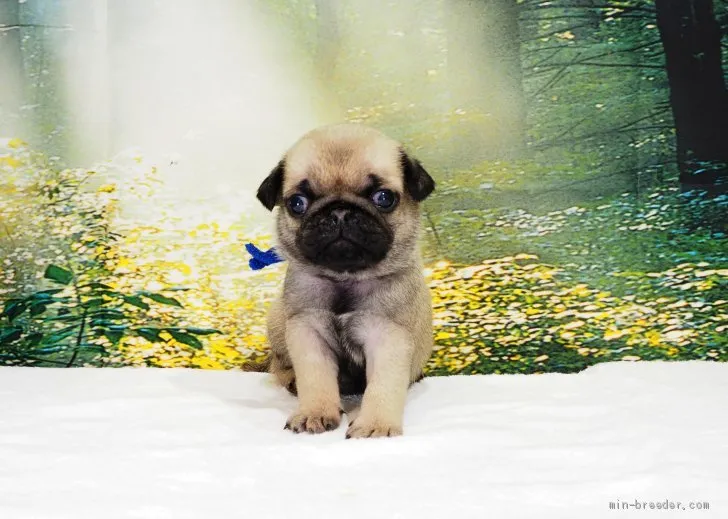 ID：2009-00831の子犬