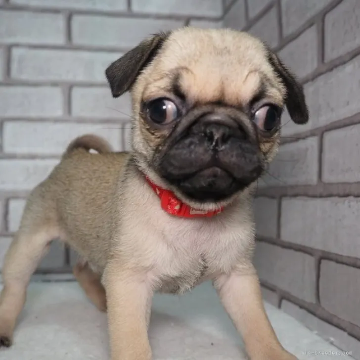 ID:2307-03083の子犬