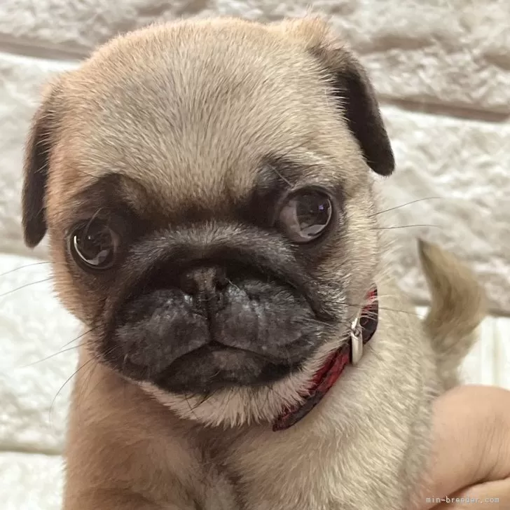 ID：2409-02872の子犬