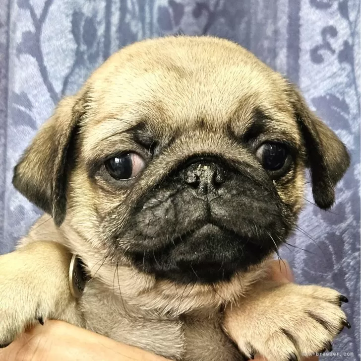 ID:2407-00789の子犬