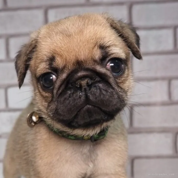 ID：2307-05809の子犬