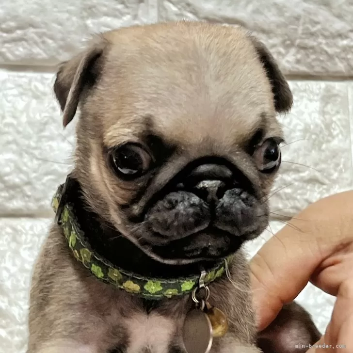 ID：2409-02869の子犬