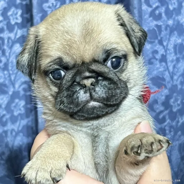 ID：2307-02830の子犬