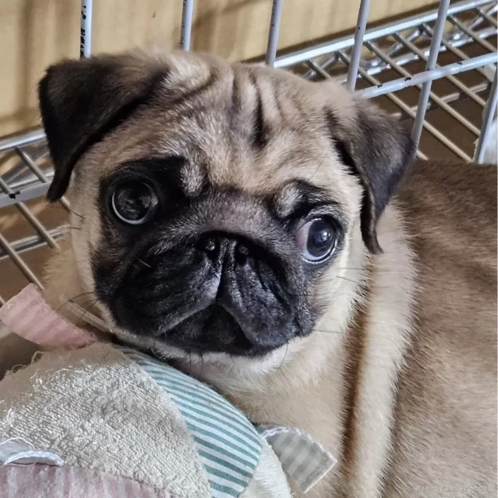 ID:2402-02165の子犬