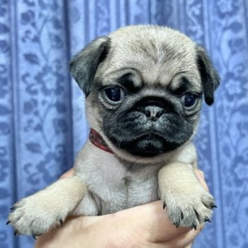 パグ【茨城県・女の子・2023年4月29日・フォーン】の写真「小ぶりで可愛い女の子です」