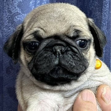 パグ【茨城県・男の子・2024年5月19日・フォーン】の写真「7月10日頃迄の掲載予定です。」