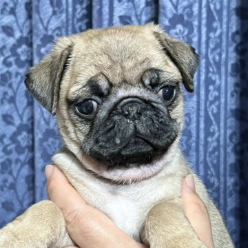 パグ【茨城県・男の子・2023年6月6日・フォーン】の写真「8月3日迄の掲載となります」
